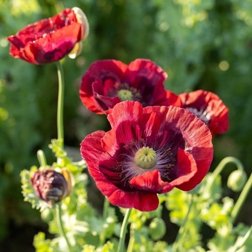 Premium Stratified Heirloom Papaver Giganteum Seeds Gorgeous Giant Red Flowers