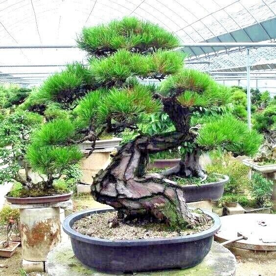 20 JAPANESE BLACK PINE TREE SEEDS (Pinus thunbergii) “Easy & Famous for Bonsai”