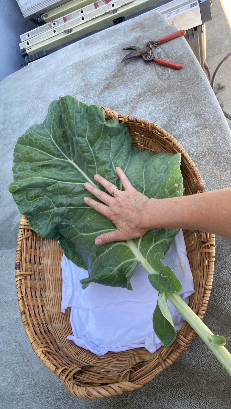 TREE COLLARD SEEDS – 100+ seeds – California variety “MONTARA” – 7 feet tall