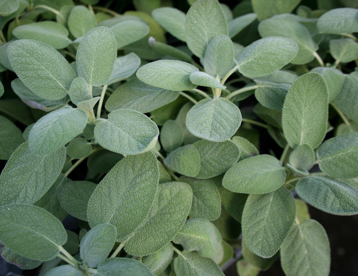 Broadleaf Sage, Salvia Officinalis, NON-GMO, Variety Sizes, FREE SHIPPING