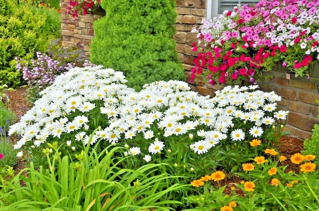 301+SILVER PRINCESS Seeds Dwarf Shasta Daisy Cut Flowers Container Garden Easy
