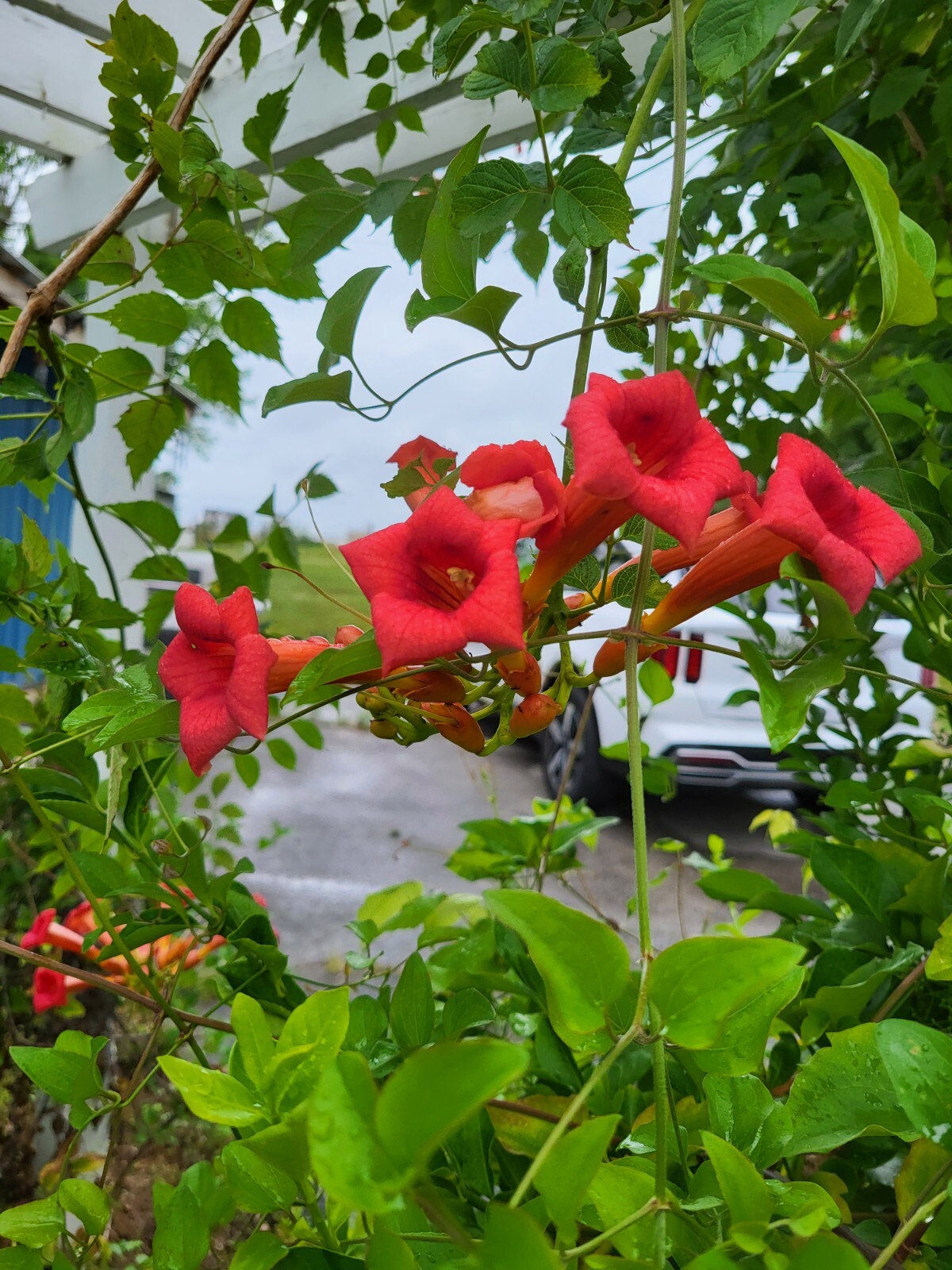 Trumpet Vine-Campsis Radicans-Red Orange-Perennial-3 Seed Pods- Grown 2024