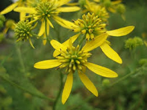 50+ YELLOW IRONWEED / WINGSTEM / ACTINOMERIS FLOWER SEEDS / SHADE PERENNIAL