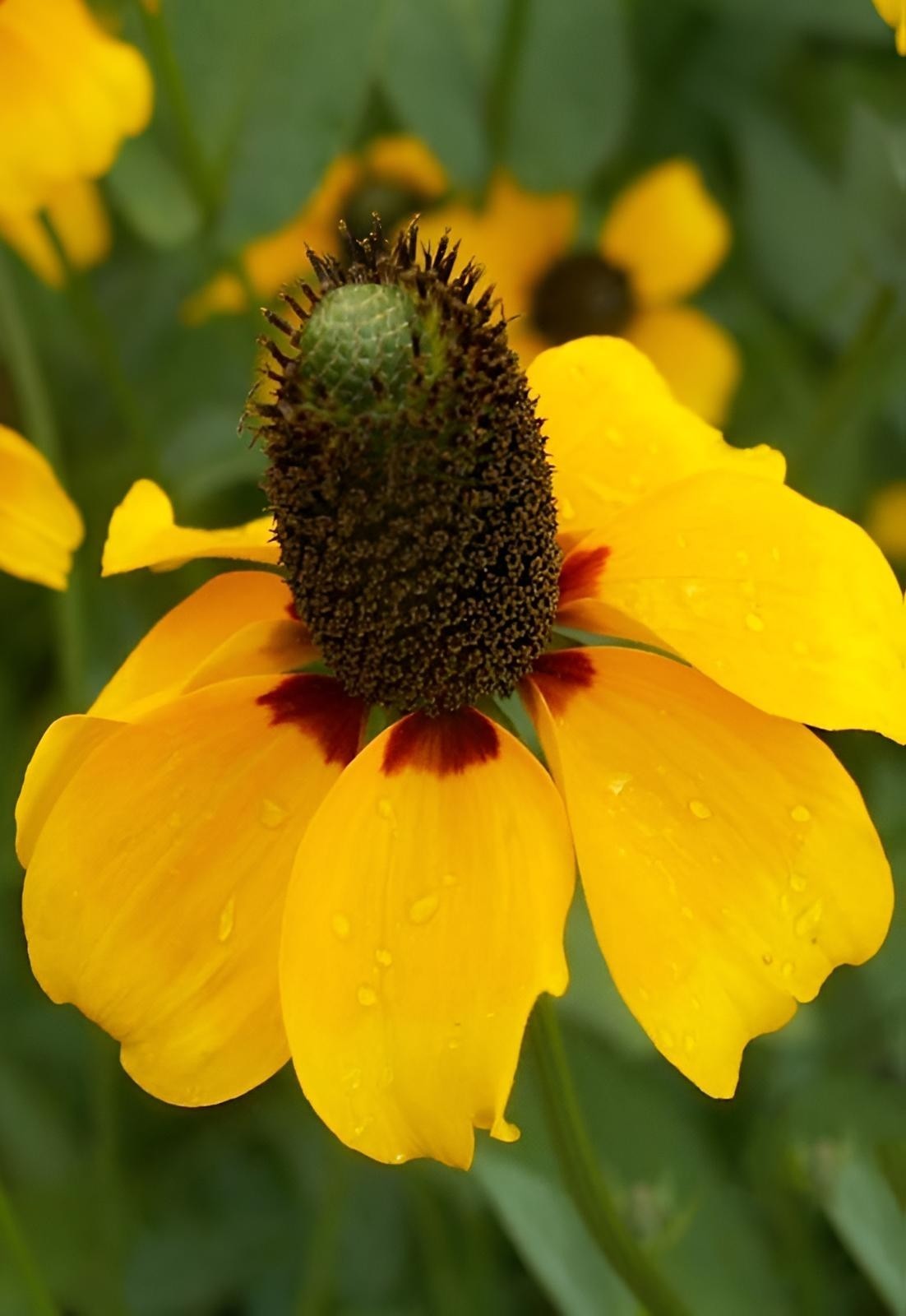 Clasping Coneflower Seeds | 1500 seeds