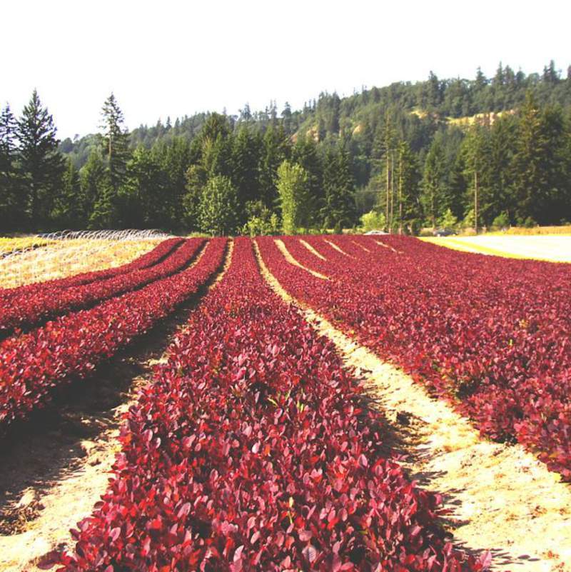 1-1000 PCS Purple Smoketree Tree Seeds Cotinus Coggygria Purpureus Flower 0155
