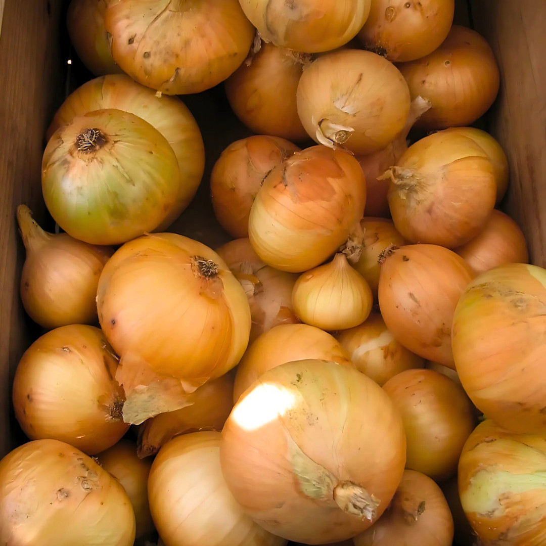 Fresh Walla Walla Onion Seeds | Sweet | Heirloom Non-GMO | Vegetable Seeds