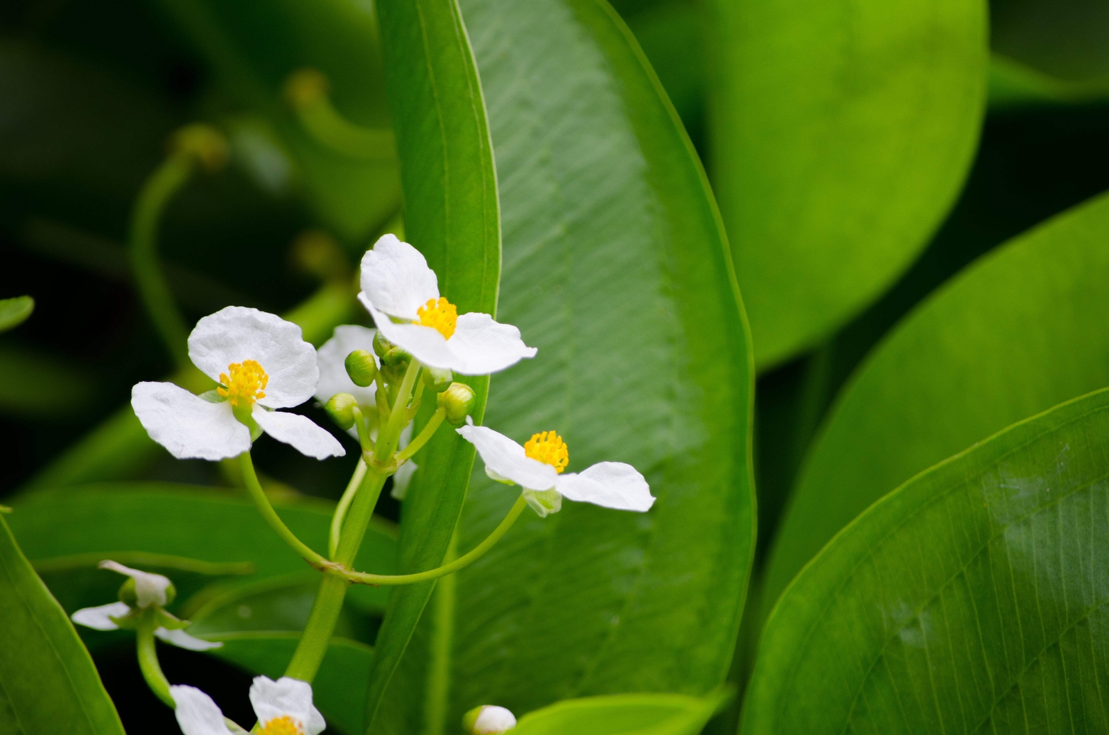 500 White Broadleaf ARROWHEAD Sagittaria Latifolia POND WETLAND Flower Seeds