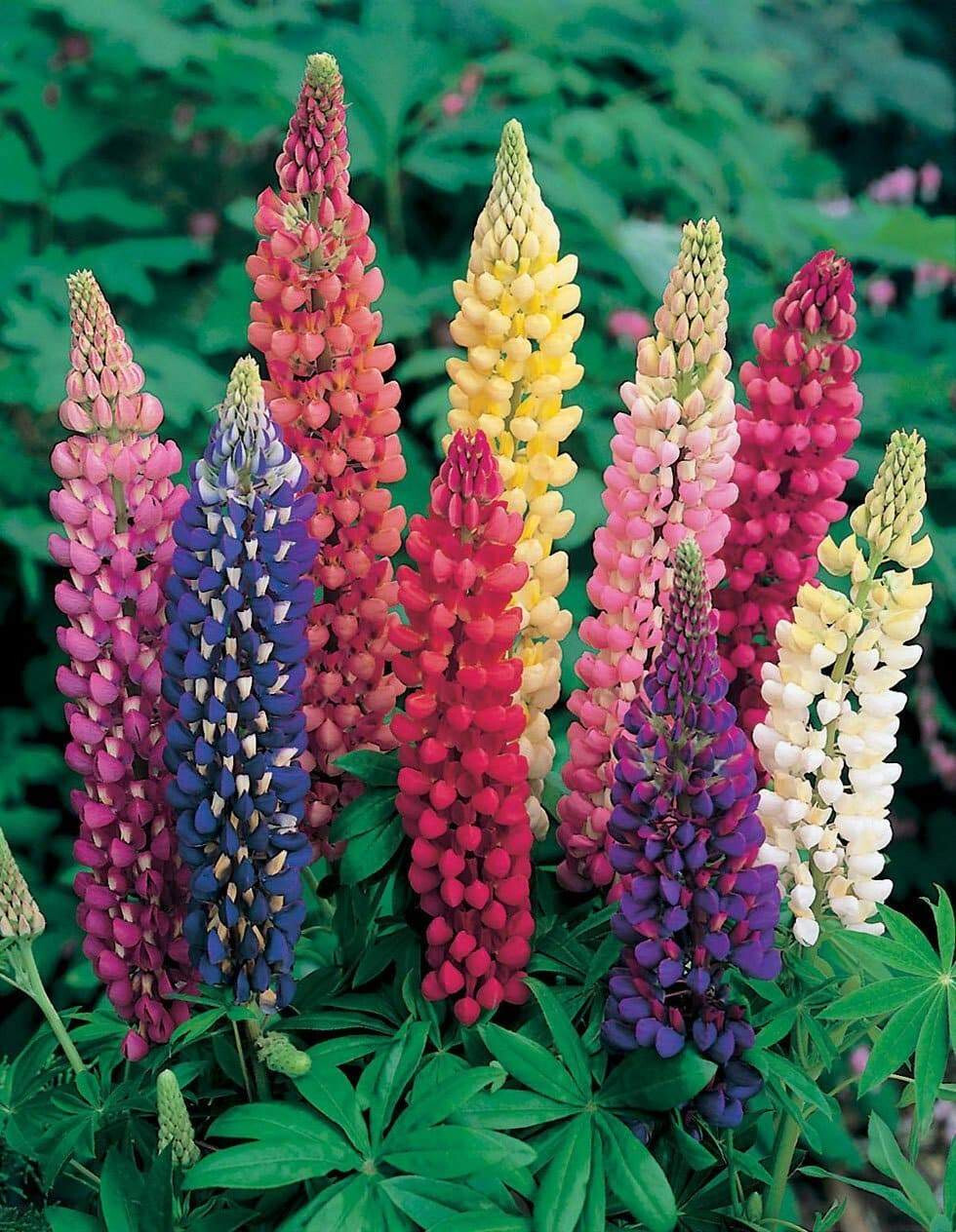 35 SEEDS – RUSSELL LUPINE, PERENNIAL flower GroCo USA – BUY ANY 15-SHIPS FREE