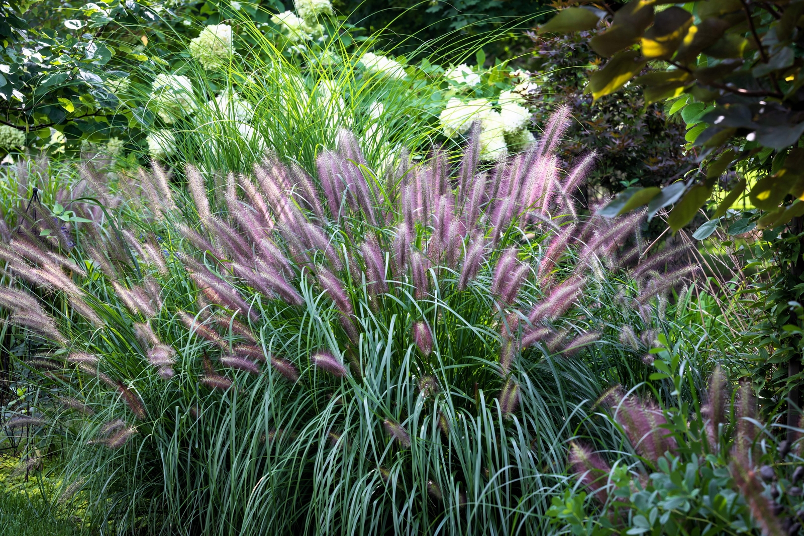 25 Dwarf Purple CHINESE FOUNTAIN GRASS Pennisetum Alopecuroides Hardy Ornamental