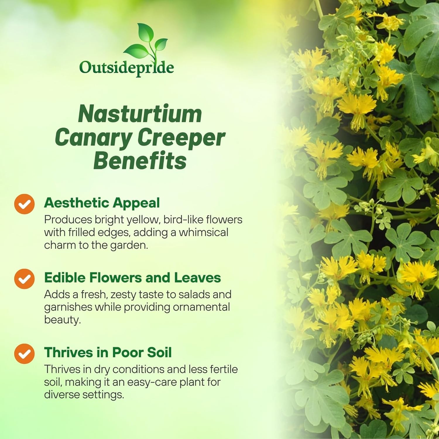 100 Seeds Nasturtium Seeds – Tropaeolum Peregrinum Canary Creeper Flower Seed