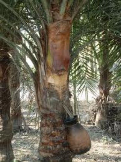 Medjool Date Palm Seeds, 3 Seeds, Fresh Organic Seeds, Phoenix dactylifera,Fruit