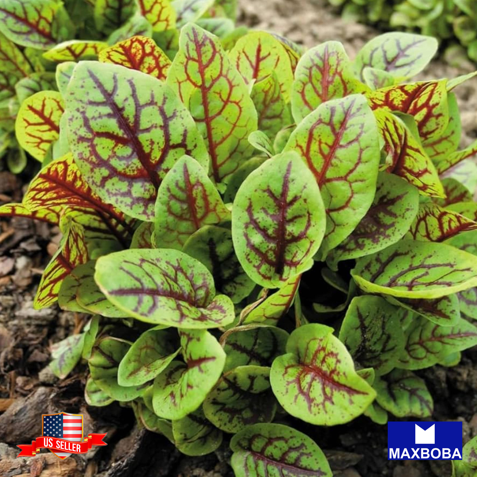 Sorrel Seeds Red Veined Heirloom Non-GMO