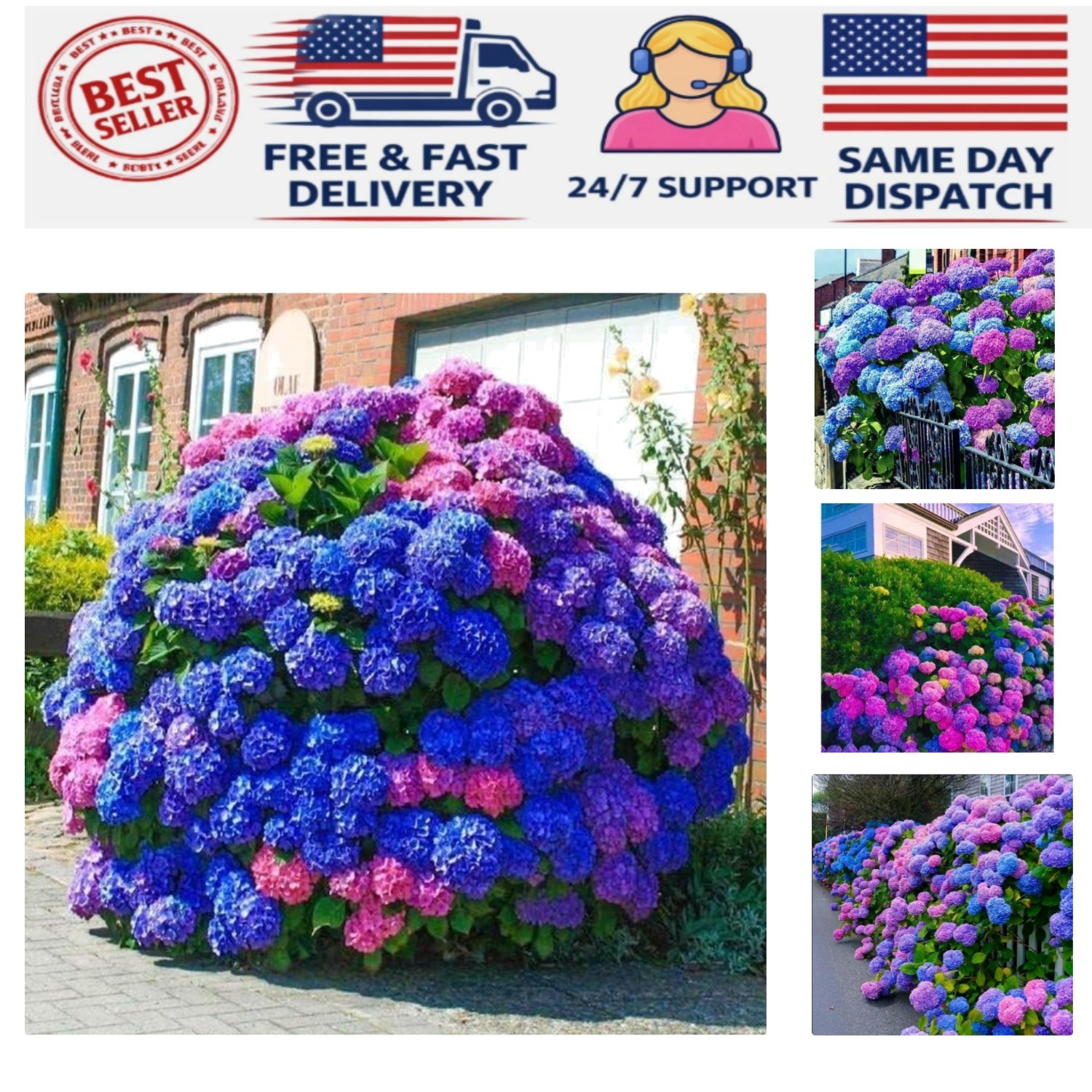 Stunning 35pcs Hydrangea Seeds in Blue, Pink & Purple – Easy & Colorful Blooming