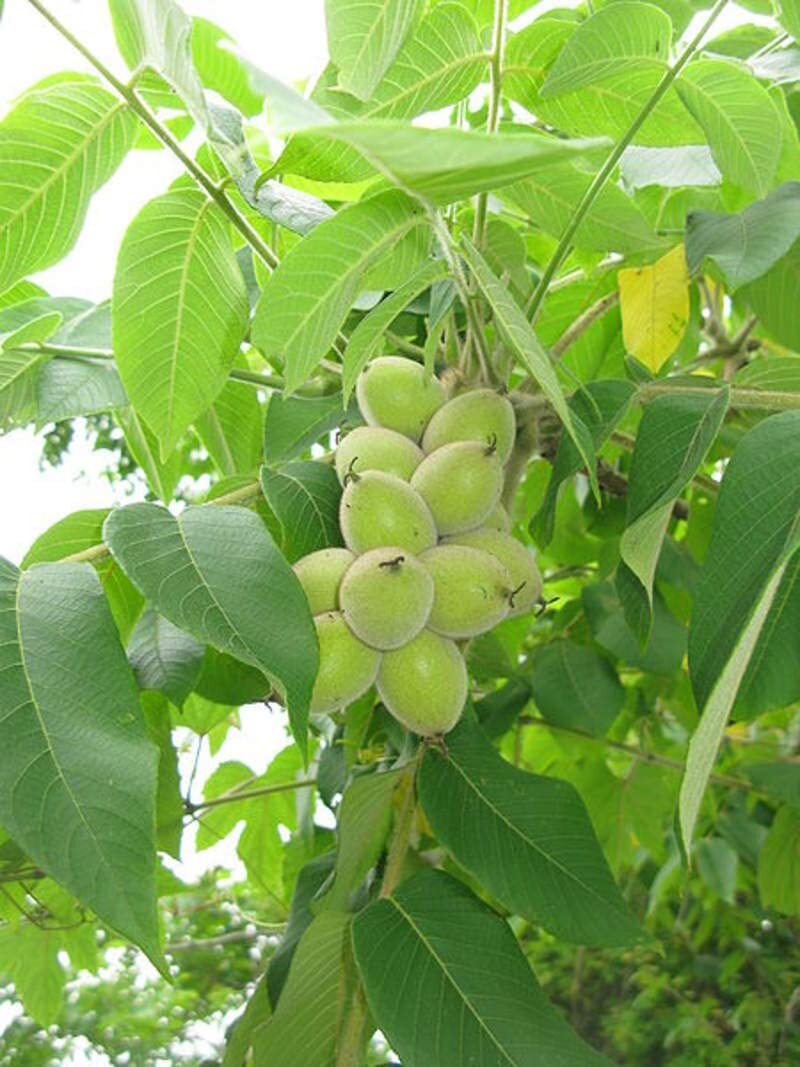 4 Heartnut Tree Seeds for Planting – Juglans ailantifolia Cordiformis