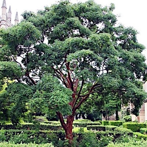 Tibetan Paper Birchbark Cherry Tree Seeds Prunus serrula Hardy Shiny Bark Plant