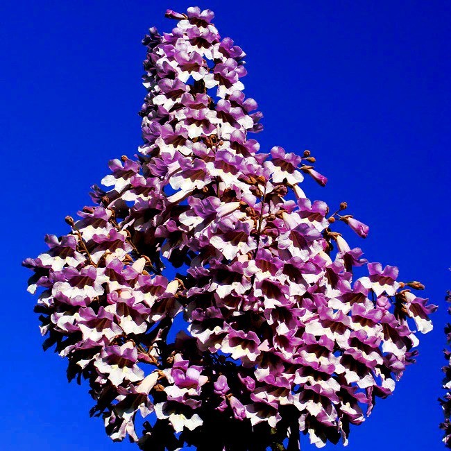 100 Royal Empress Tree Seeds “FASTEST GROWING TREE in the WORLD”