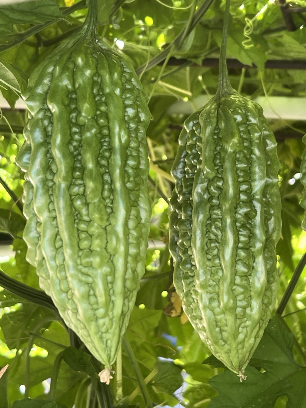 BitterMelon Starter Plant With Pot Live Vegetable Ready To Plant