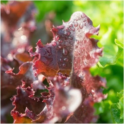 2000 Organic Ruby Red Lettuce Seeds Non Gmo Heirloom- With Bonus!