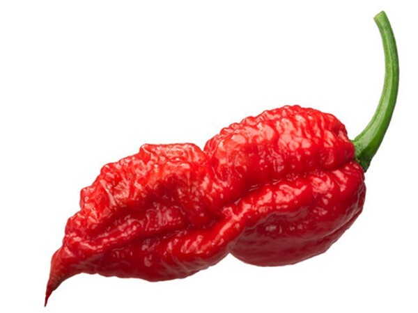 +15 Ghost Pepper Seeds, EXTREMELY HOT PEPPER.