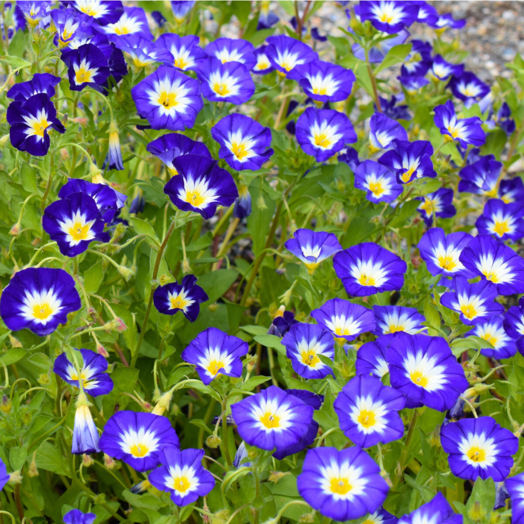 Fresh Morning Glory Seeds | Royal Ensign | Heirloom Non-GMO | Flower Seeds
