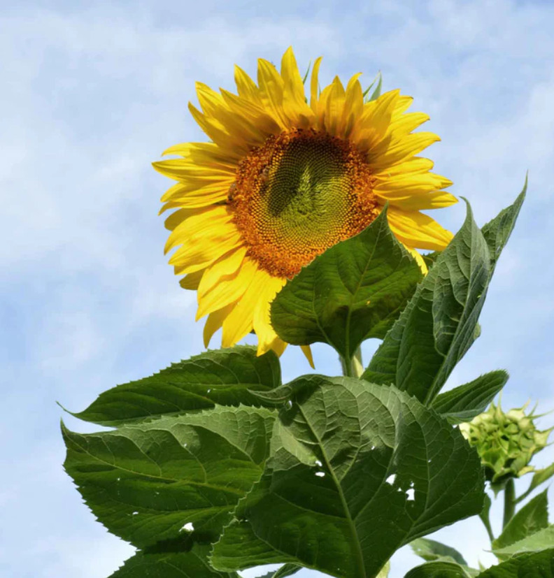 Sunflower GIANT TRIO MIX Mammoth Mongolian Skyscraper Heirloom Non-GMO 75 Seeds!