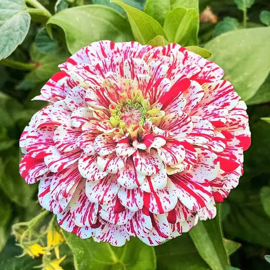 Peppermint Stick Zinnia Seeds 50+ Seeds | Flower Elegans | USA Seller FREE SHIP