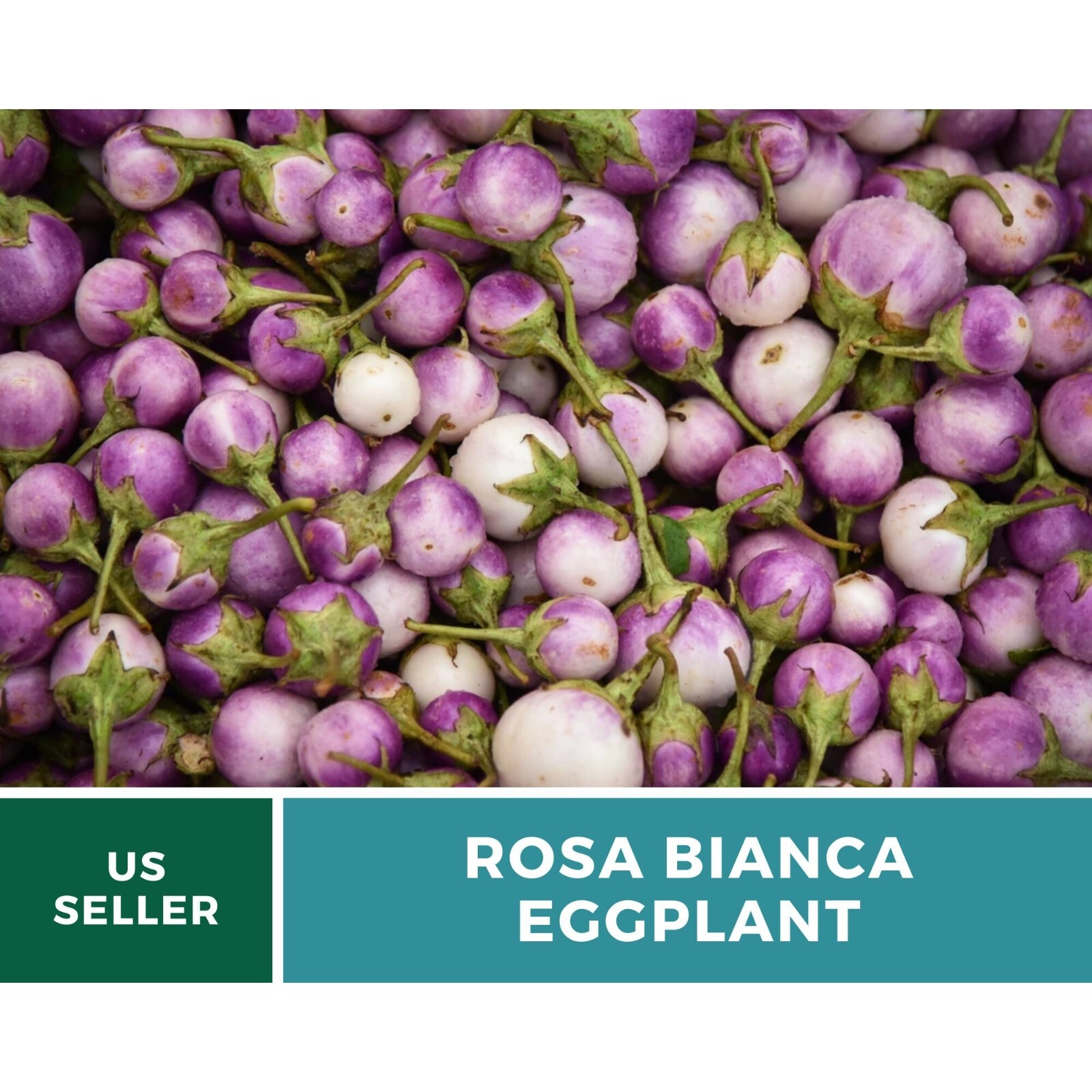 Eggplant, Rosa Bianca – 50 Seeds – Heirloom Seeds – Open Pollinated – Non-GMO (S