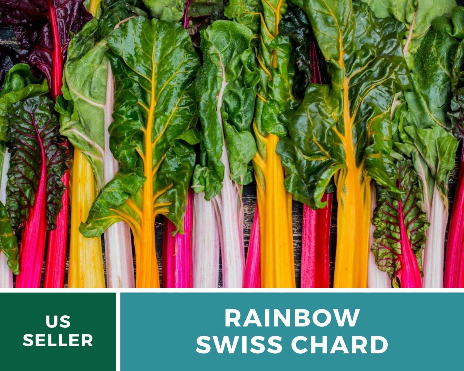 Swiss Chard, Rainbow – Heirloom Seeds – Spring or Fall crop – Non GMO (Beta vulg