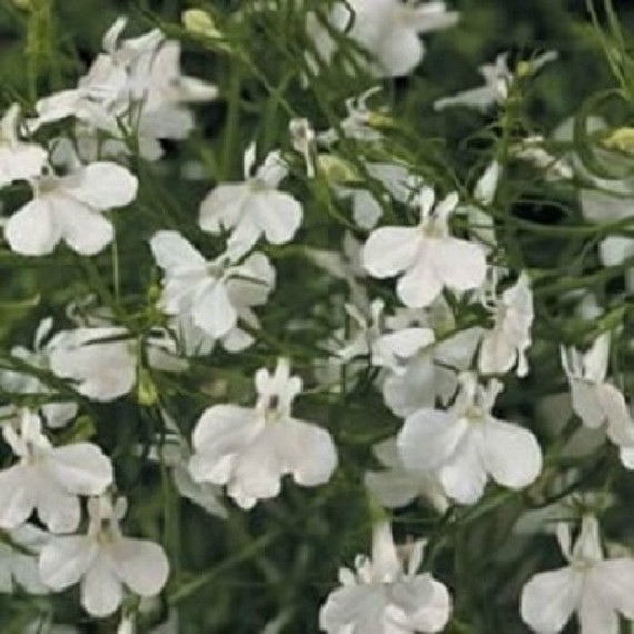 50 Lobelia Seeds Palace White Seeds Flower Seeds