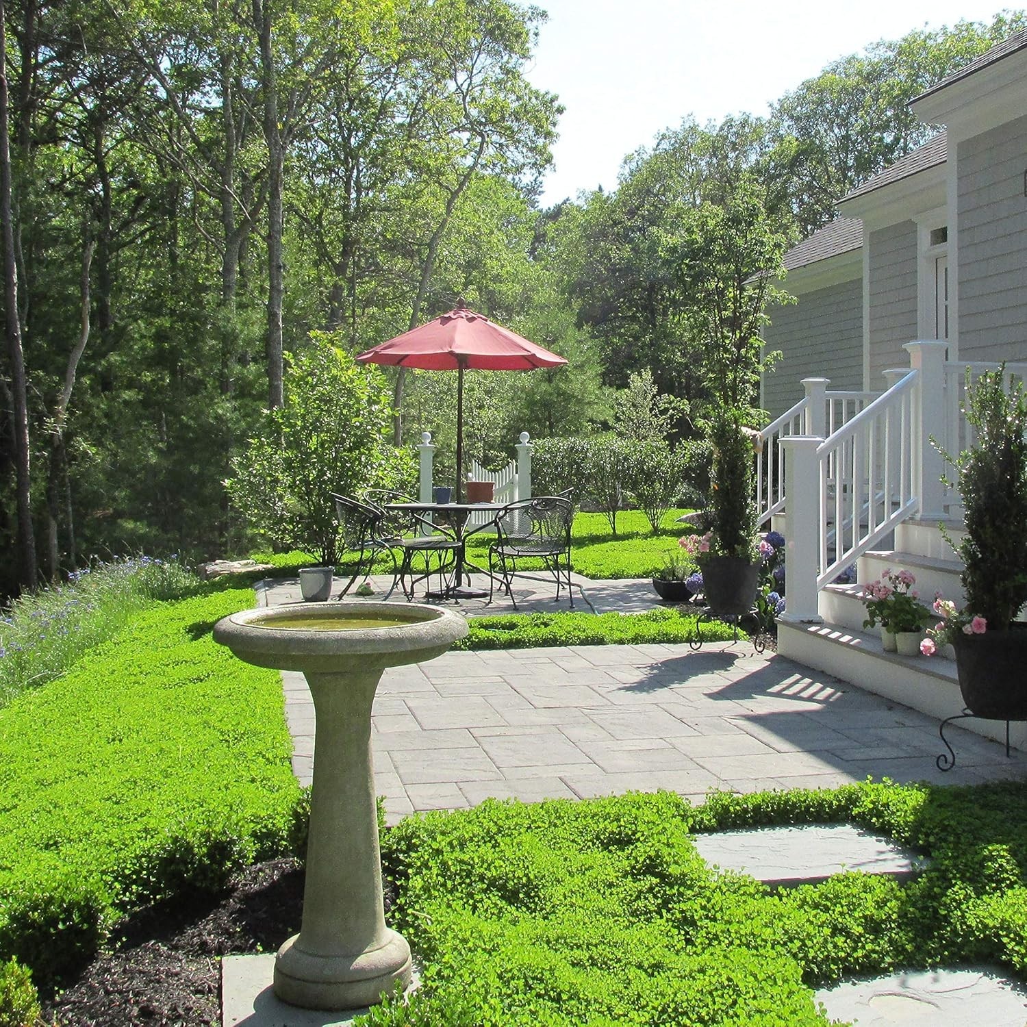 Perennial Micro Clover Seeds – Drought-Tolerant Ground Cover=*