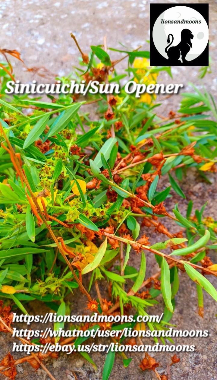 Sun Opener/Sinicuichi Heimia salicifolia Live Plants and Seeds Organic Homegrow