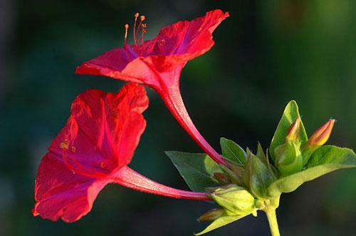 Mirabilis jalapa | Red Four O’clock | 10 Seeds