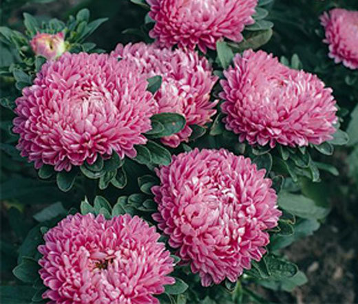 ASTER MILADY ROSE DWARF Callistephus Chinensis – 200 Bulk Seeds