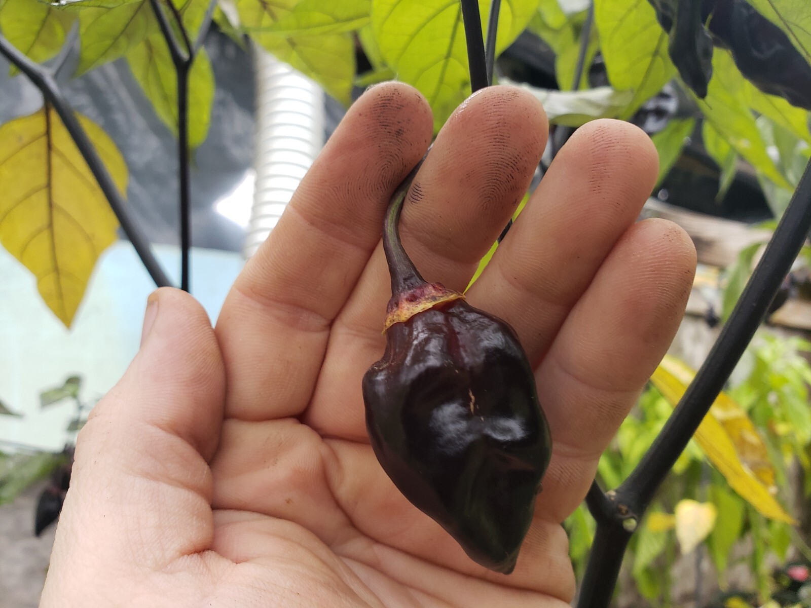 7 Pot Purple Bubblegum Super Hot Pepper Seeds! Black 7BBG Dark Foliage -Tracking