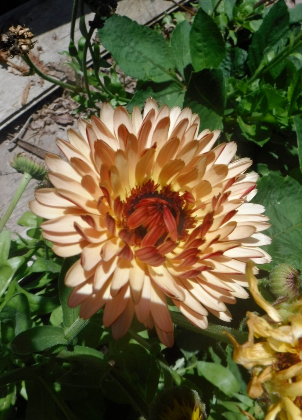 calendula mix 35+ Seeds