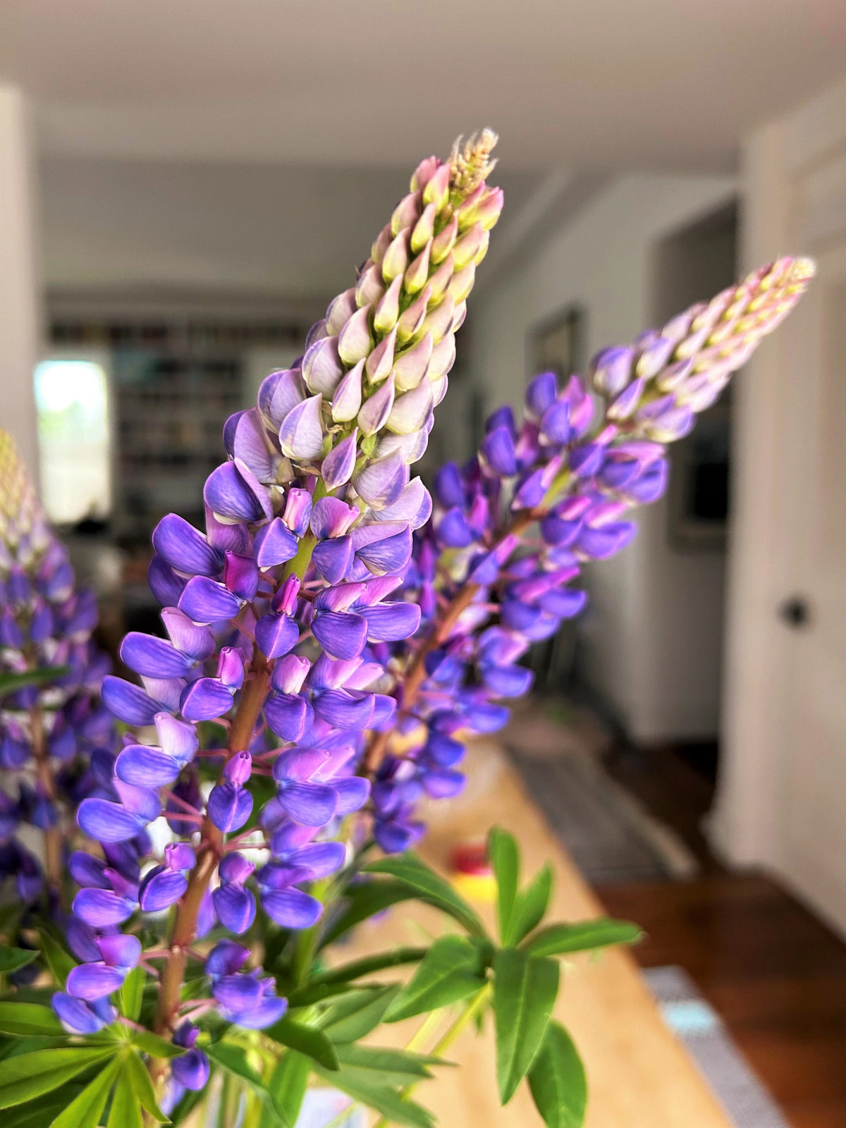 Russell Mix Lupine Seeds | Rainbow Lupin Bluebonnet Perennial Flower Seed 2024