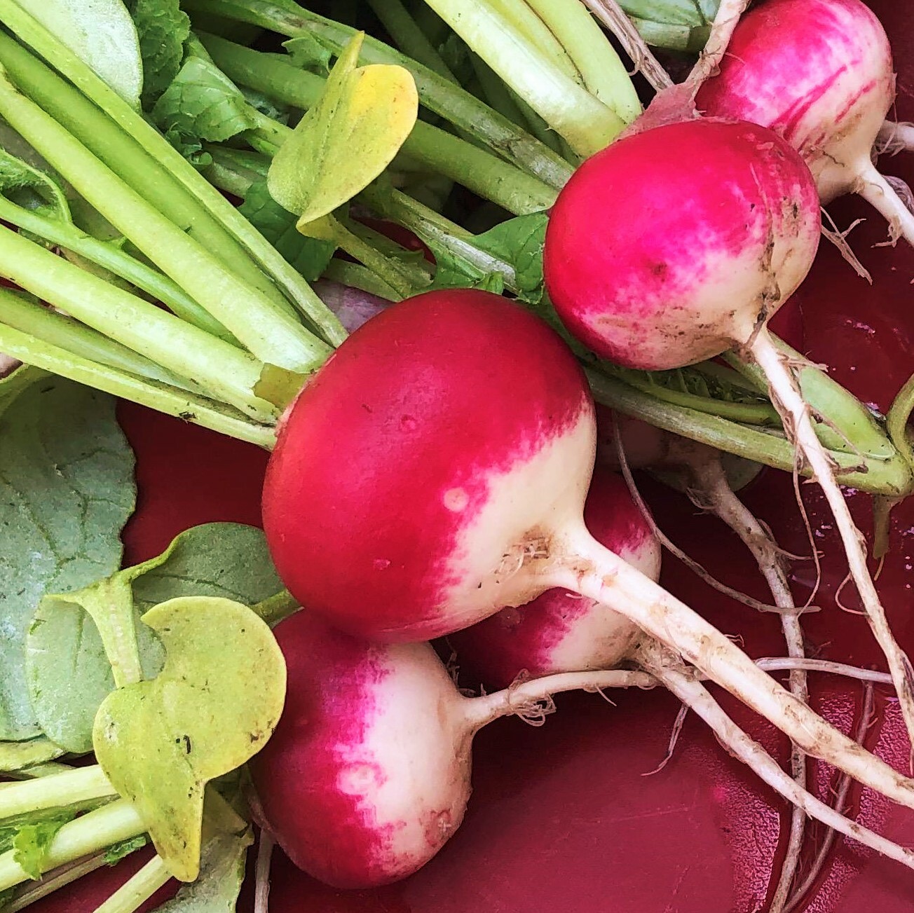 Sparkler Radish Seeds | Red White Radishes Belle Globe Root Vegetable Seed 2024