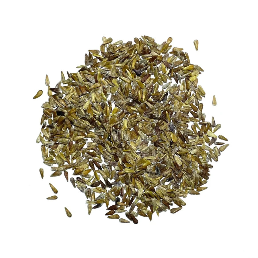 3 – Powder Puff China Aster Seeds For Planting (Callistephus chinensis) 1,000