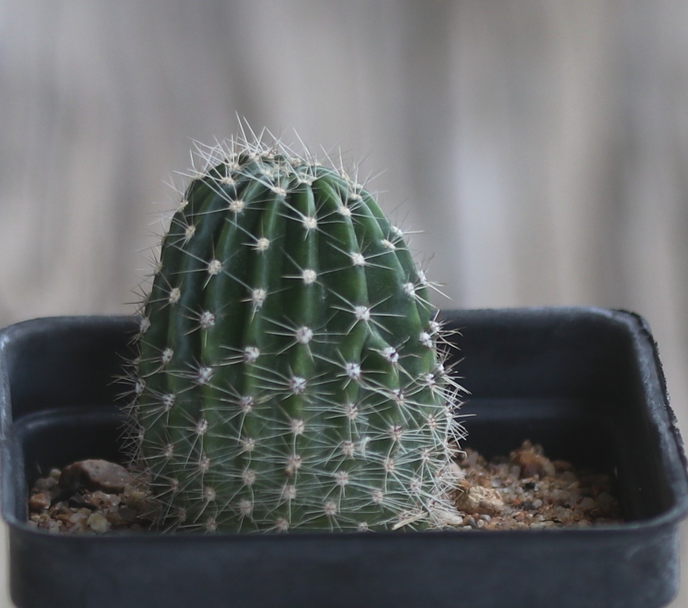 Echinopsis hybrid ‘Red 138’