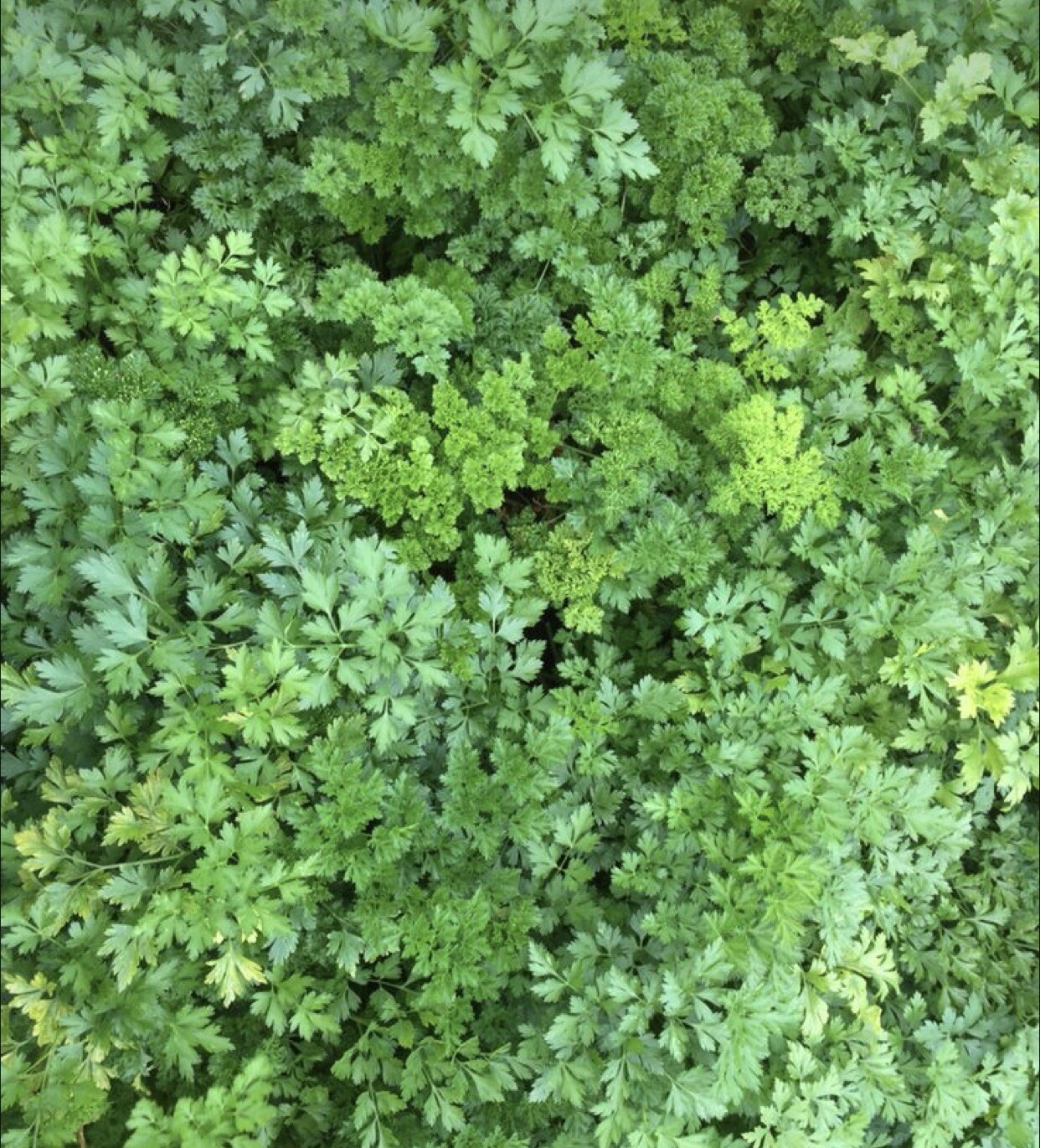 500 Giant Italian Flatleaf Parsley- Open Pollinated-Organic-Non GMO