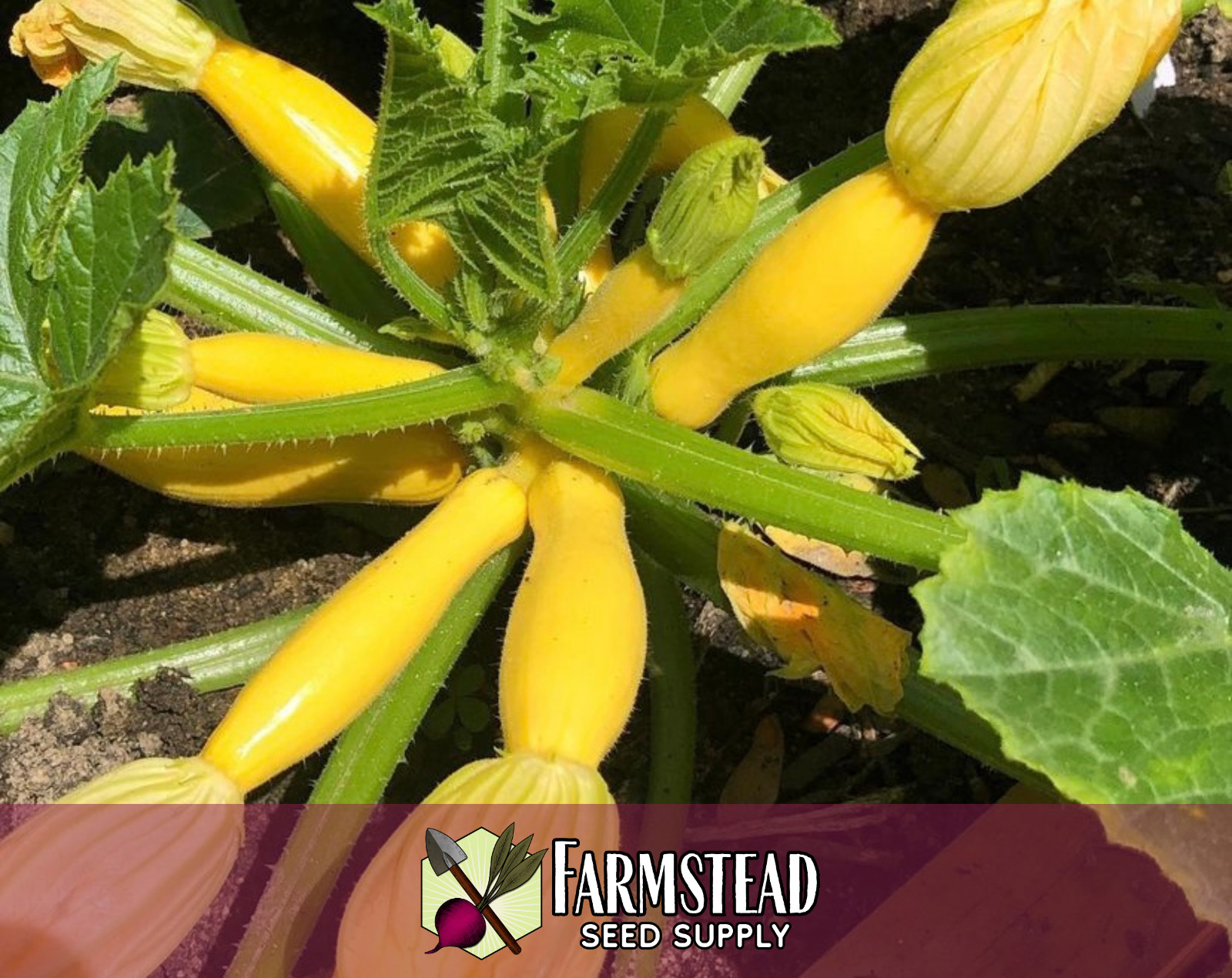 70+ Yellow Summer Squash Seeds [Early Prolific Straightneck] Vegetable Garden
