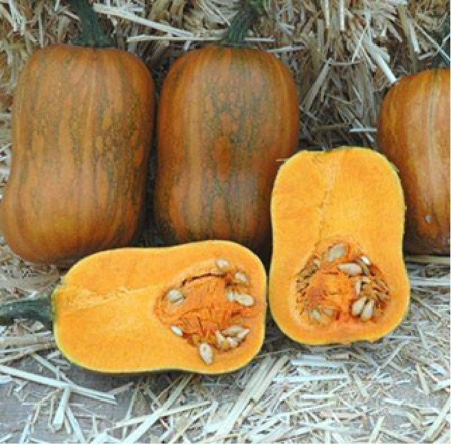 10+ Honeynut Squash Honey Butternut Seeds Cucurbita Baby Buttercup Vegetable