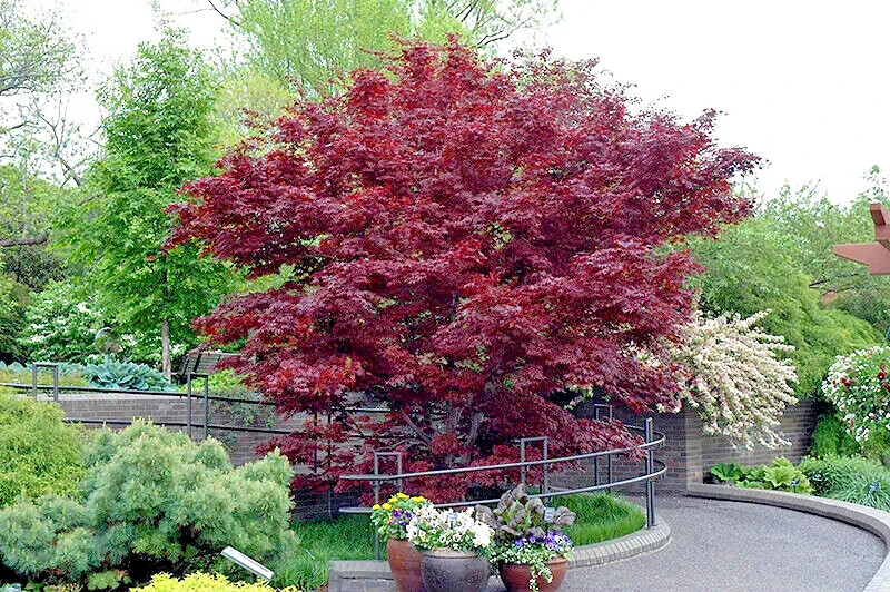 “BLOODGOOD” Red Japanese Maple Tree Seeds (Palmatum atropurpureum) Hardy Bonsai