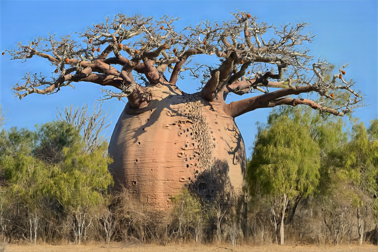 5 Baobab Seeds Adansonia digitata “Tree of Life” Rare Monkey Bread Bonsai Plant