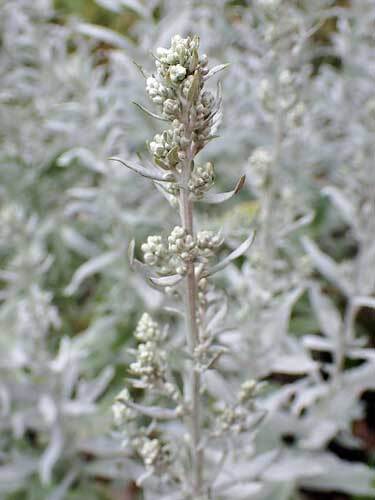 Artemisia ludoviciana | Silver Wormwood | White Sagebrush | 100 Seeds