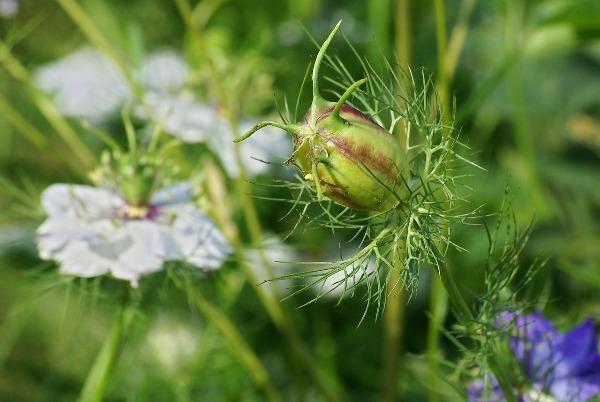 Nigella damascena | Hair of Venus | love-in-a-mist | Ragged Lady | 100 Seeds