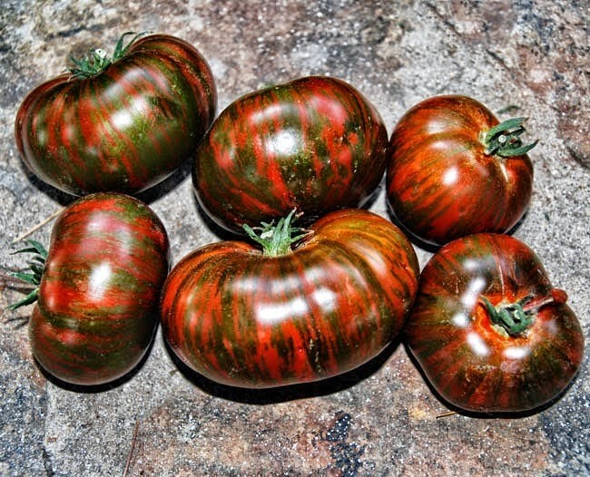 240+ CHOCOLATE STRIPE TOMATO SEEDS – HEIRLOOM – ORGANIC – NON GMO ——— RARE