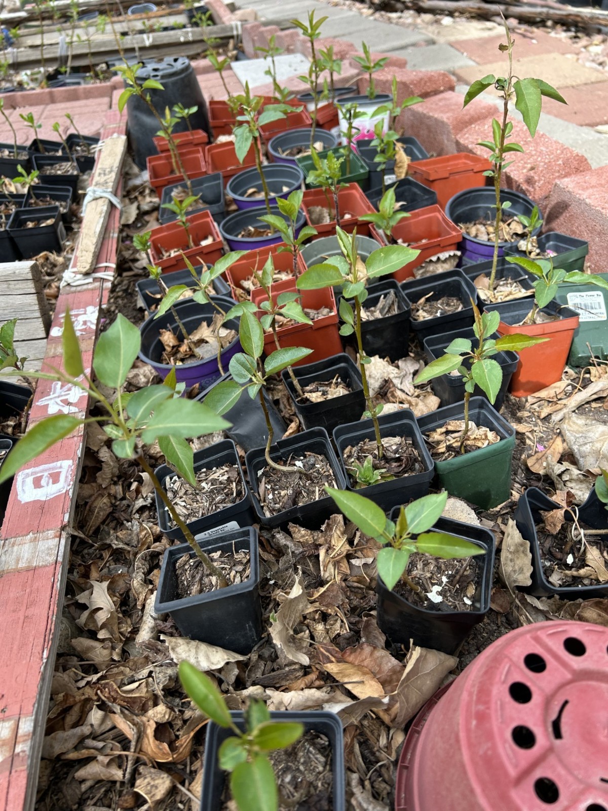 Shinko Asian Pear Tree seeding, it’s very healthy.
