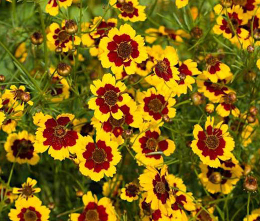 COREOPSIS PLAINS Coreopsis Tinctoria – 10,000 Bulk Seeds