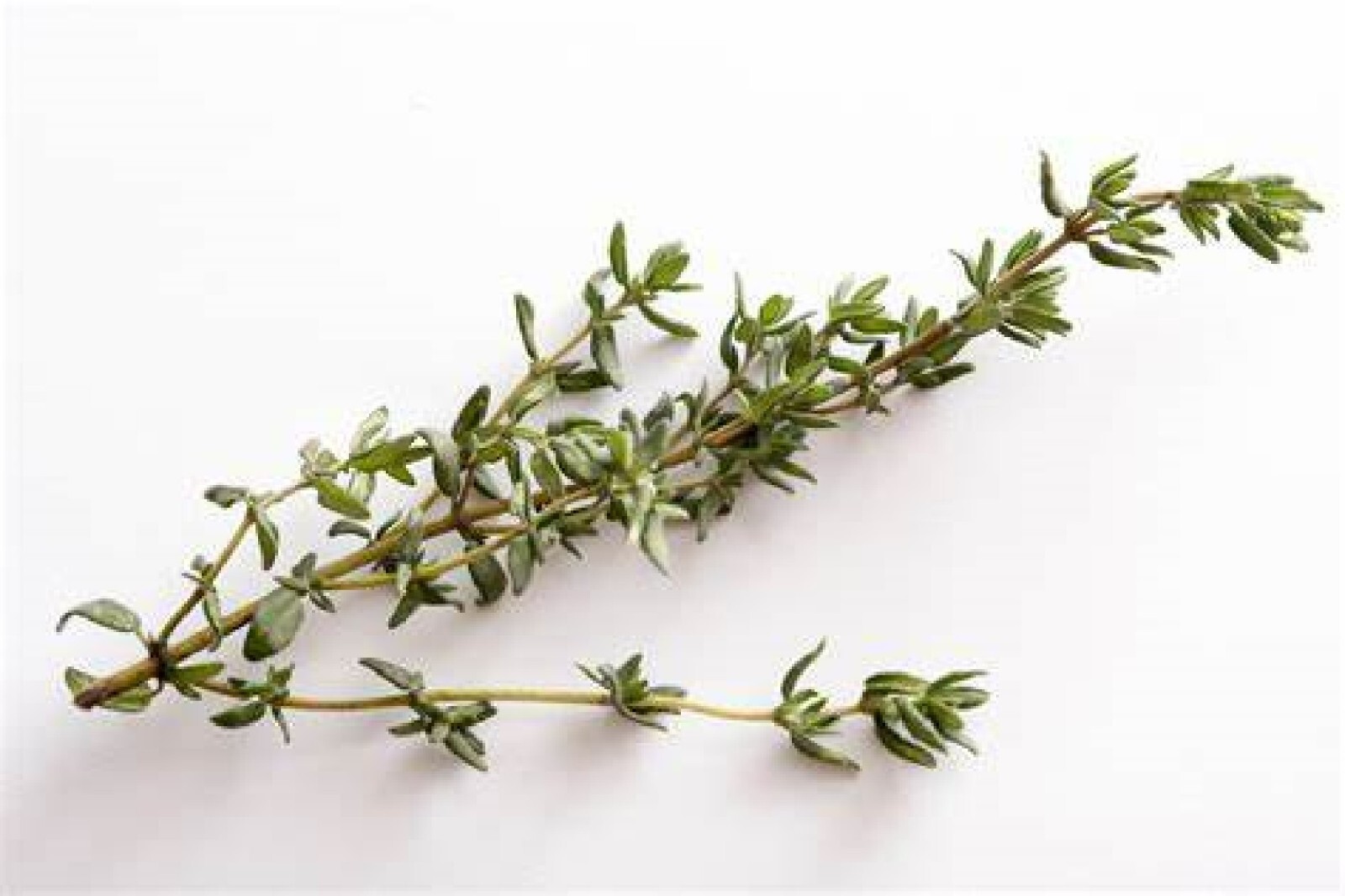Common Thyme Herb {Thymus Vulgaris} Fragrant 300+ seeds Free Shipping!